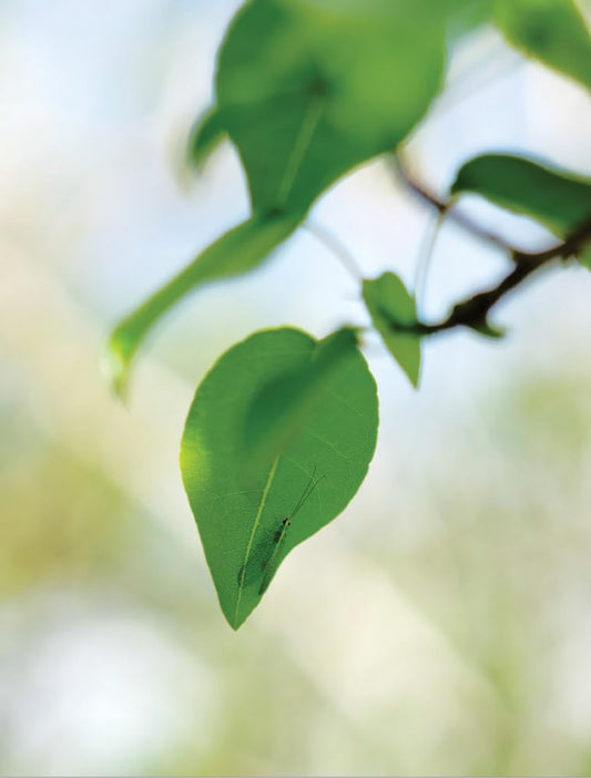Close-up of a green leaf with a blurred natural background