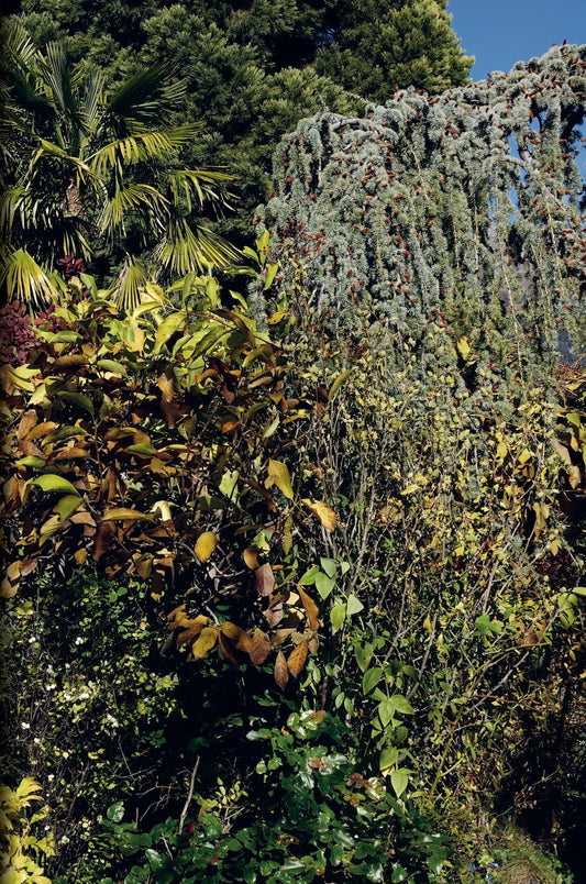 Tall evergreen tree with a blue sky background