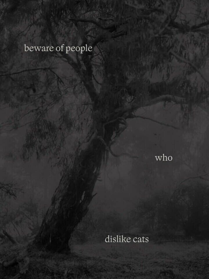 Beware Of People Who Dislike Cats