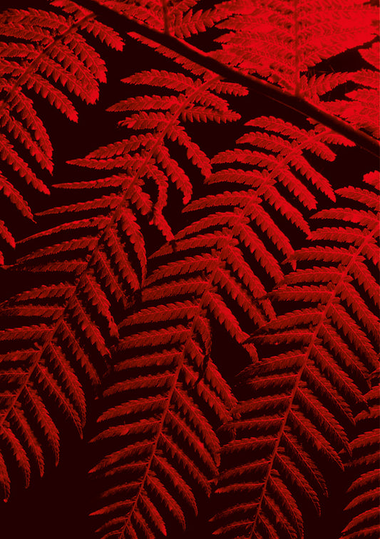 A plant's leaves, lit in red light against a black background
